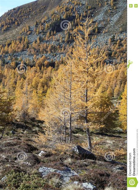 Larch Trees In Mountain Forest Stock Photo Image Of Blue Larch 80082990