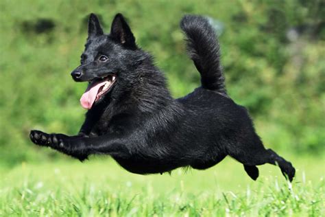 Schipperke Dog Breed Information And Characteristics Daily Paws