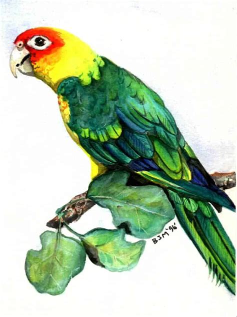 Carolina Parakeet Dinosaurs Pictures And Facts