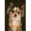 Merle Chihuahua Puppies For Sale California / FEMALE MERLE CHIHUAHUA 