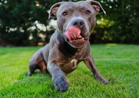 American Pit Bull Terrier Why Are Families Choosing Apbt Dogs