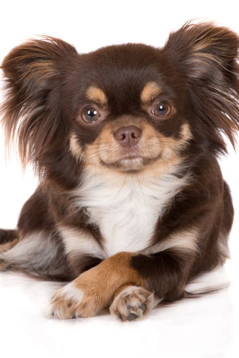 Long Haired Chihuahua Brown And White Pets Lovers