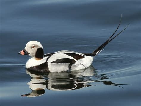 TrekNature | Long Tailed Duck (Male) Photo | Duck species, Duck breeds ...
