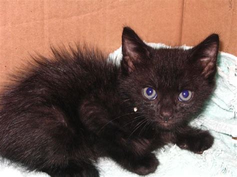 Cutest Fluffy Black Kitten Needs A Home Auc Medical