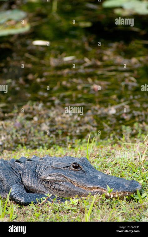 Alligator In Everglades National Park Florida Usa Stock Photo Alamy