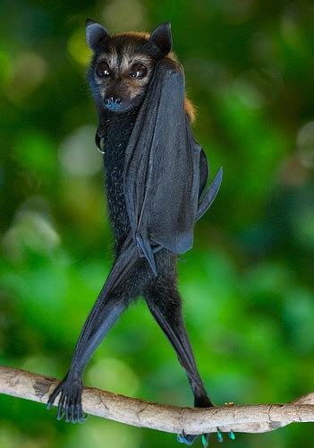 Flipping Photos Of Bats Makes Them Exceptionally Sassier Now Find Out