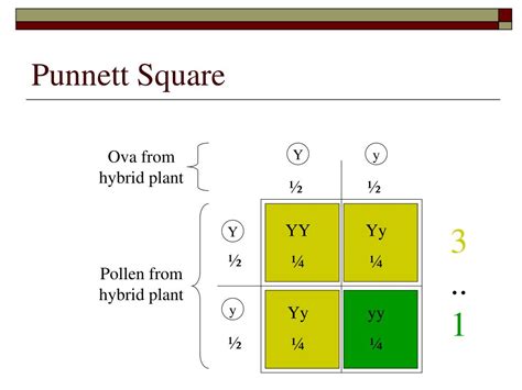 The punnett square is a diagram that is used to predict an outcome of a particular cross or breeding experiment. PPT - Genetics PowerPoint Presentation - ID:5778911
