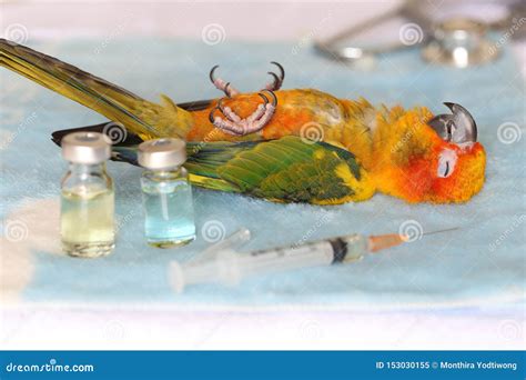 The Sick Parrot Sleeps Waiting To See The Symptoms From The