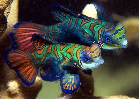 Mandarin Fish Ikan Tercantik Di Dunia Alam Mentari