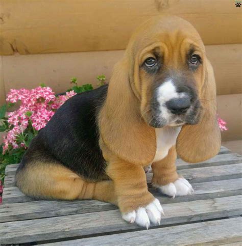 Basset Hound Puppies For Sale Colorado Petsidi