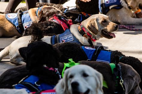 The Hope And Hype Of Diabetic Alert Dogs Mpr News