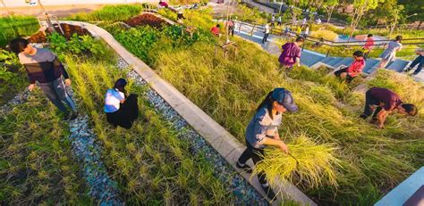 Thammasat Urban Rooftop Farm Thailand E Architect