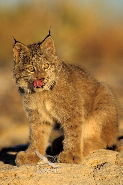 Canadian Lynx Cubs
