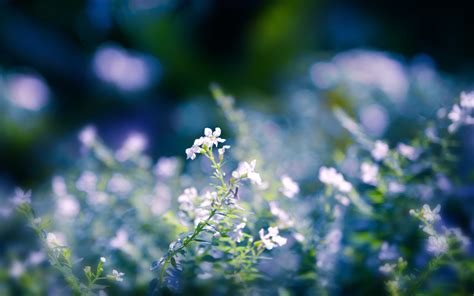 Wild Flowers Wallpaper 64 Images