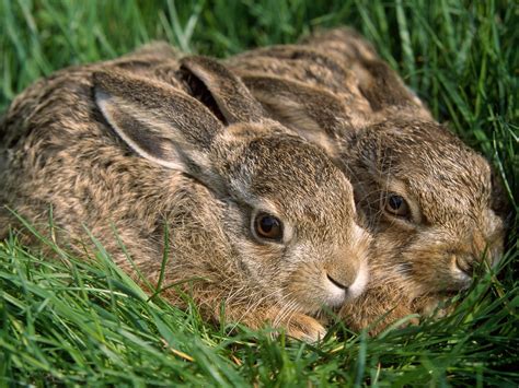 Two Brown Rabbits On Green Grass Hd Wallpaper Wallpaper Flare