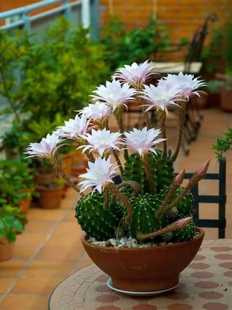 Why is my easter cactus shriveling and drying up? Echinopsis oxygona (Easter Lily Cactus) | World of Succulents