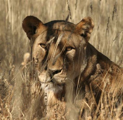 Cecil The Lion Remembered By Animal Planet Tv Show Patrol