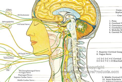 Autonomic Nervous System Poster 18 X 24 Chiropractic Chart Laminated