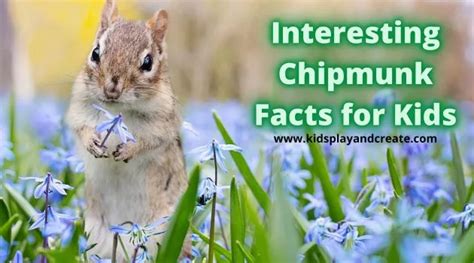 Interesting Chipmunk Facts For Kids Kids Play And Create