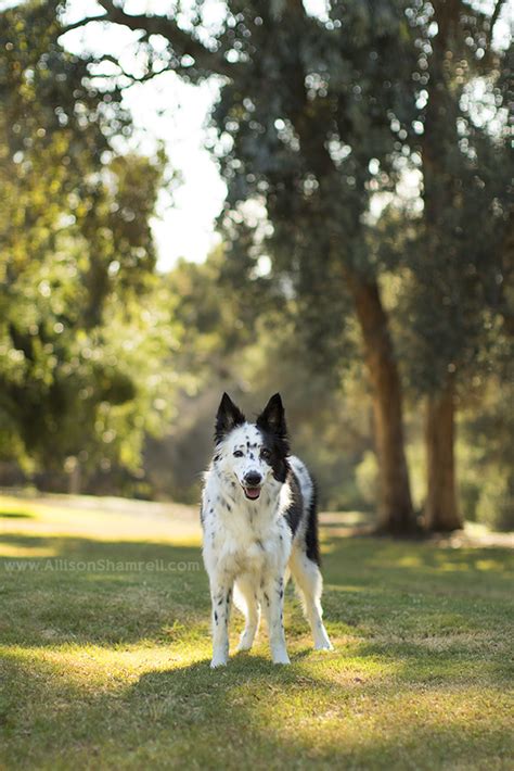The border collie simaro million dollar baby at mydog event, sweden. Riley the Border Collie / Husky Mix! San Diego Pet ...