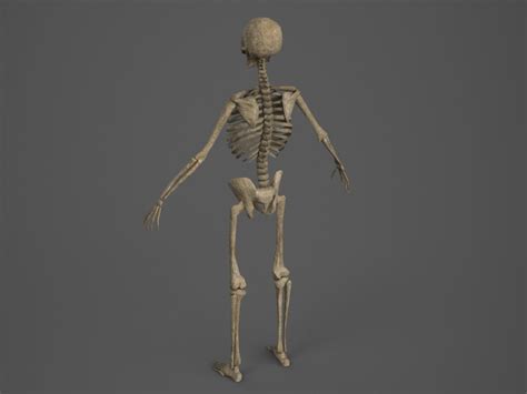 Skeleton Pbr Animated Low Poly Free Vr Ar Low Poly 3d Model