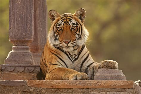 Ranthambore The Reign Of The Tiger Roundglass Sustain