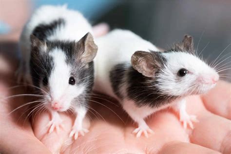 Rat Behaviour How To Train Your Pet Rats Burgess Pet Care