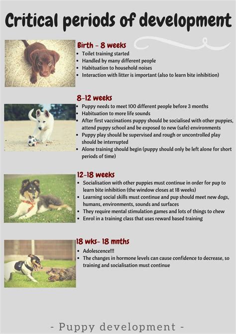 Dog Developmental Stages Infographic — Behave Atlanta Llc Ph