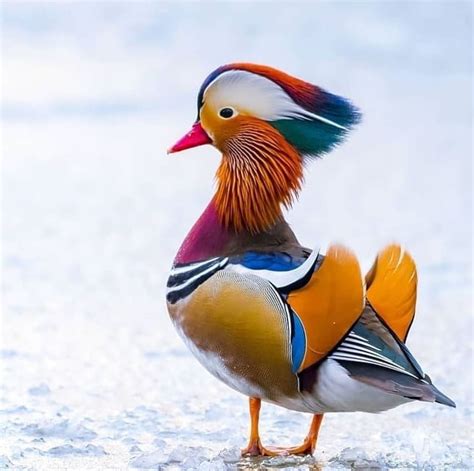 Top 20 Most Beautiful Colorful Birds In The World 美しい鳥 カラフルな鳥類 可愛い鳥