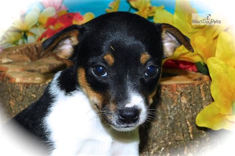 Rat Min Pin Mix Rat Terrier Puppy For Sale Near Chicago Illinois