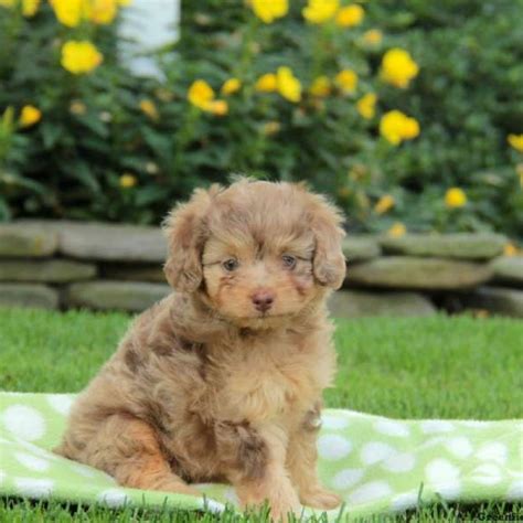 Miniature Aussiedoodle Puppies For Sale Dogs Puppies Puppies