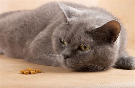 This only proves that there are a lot of cats who have shown a predilection to this human food. Is It Dangerous for Cats to Go Without Food? | Why Cat Won ...