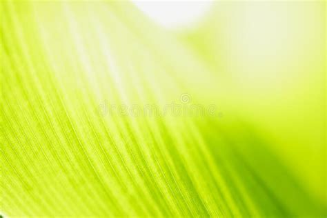 Closeup Of Nature View Of Green Leaf On Blurred Greenery Background