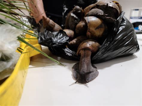 Bag Of Giant African Snails Seized From Traveler At JFK Airport