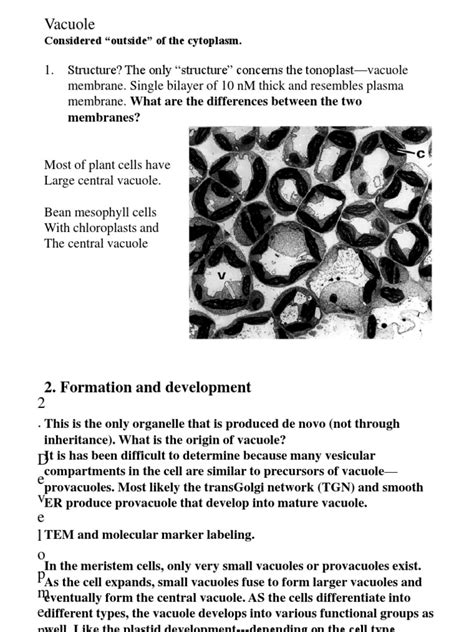 Check spelling or type a new query. 😍 Very small vacuole. Vacuole Analogy. 2019-02-02