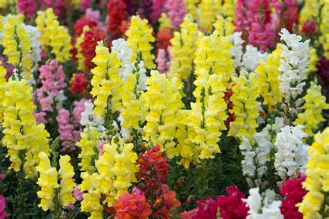 7 Most Colorful Annuals For Spring