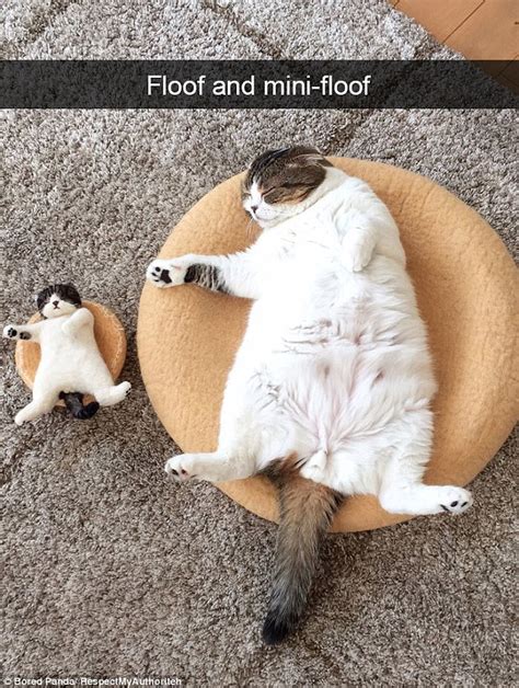 Bored Panda Compiles Cat Pictures Shared On Snapchat Daily Mail Online