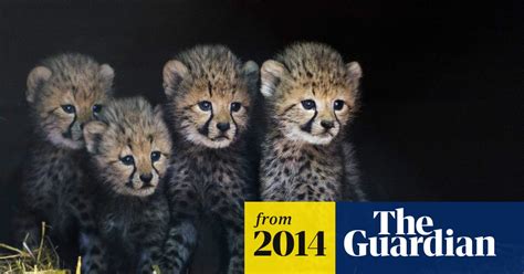 Cheetah Smuggling Driving Wild Population To Extinction Report Says
