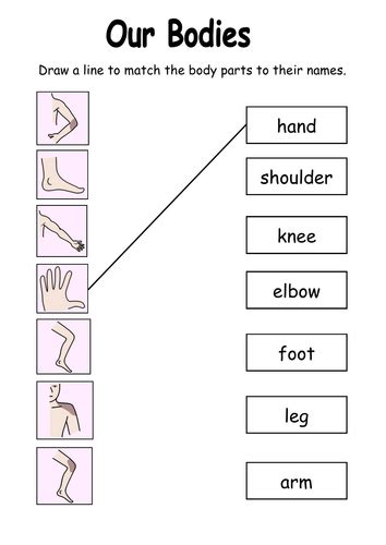 our bodies worksheet teaching resources