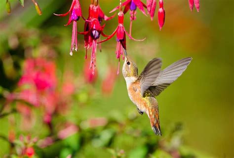 How To Create Hummingbird Havens For Your Clients