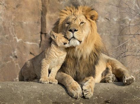 ‘healthy And Active African Lion Cub Born At Denver Zoo In Colorado