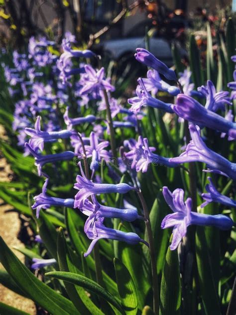 Beautiful Blue Hyacinth Flowers Stock Photo Image Of Colorful Flora