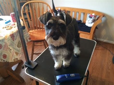 Grooming Your Schnauzer Part Back And Sides YouTube