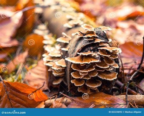 Autumn Forest Floor Stock Image Image Of Brown Sorrounded 83324895