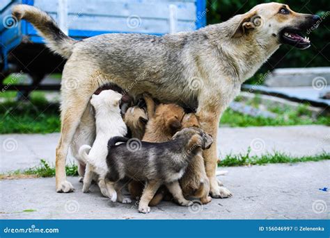 Happy Dog Feeding Her Puppies Stock Image Image Of Puppy Mother