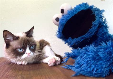 Cookie Monster Tries To Breaktheinternet With Grumpy Cat Grumpy Cat®
