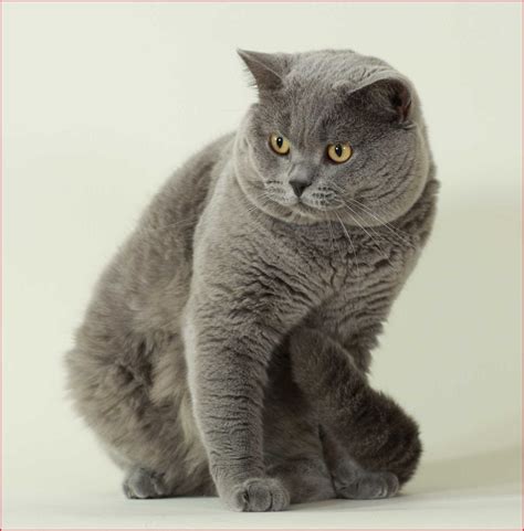 Britishbluecats About The Breed