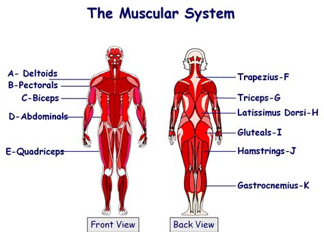 Muscular system | Muscular system, Muscular system for kids, Muscular system labeled