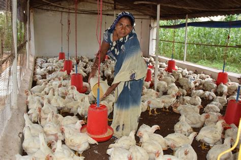Poultry Farming కోళ్ల పెంపకంతో లక్షల్లో సంపాదిస్తున్న మహిళా రైతులు