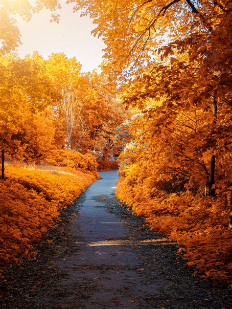 Maple Trees Wallpaper 4k Fall Autumn Path Woods